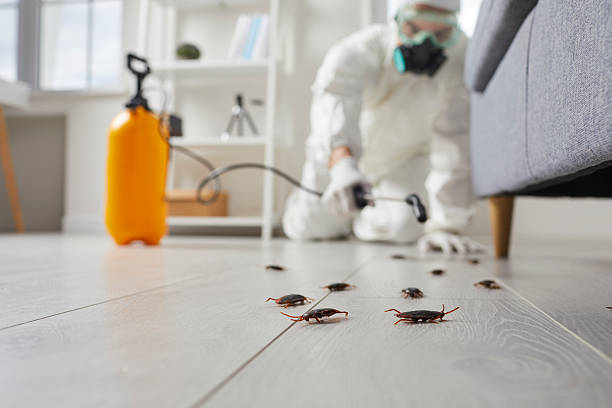 Commercial Kitchen Cockroach Control in Linden